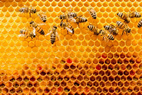 colmena de abejas
